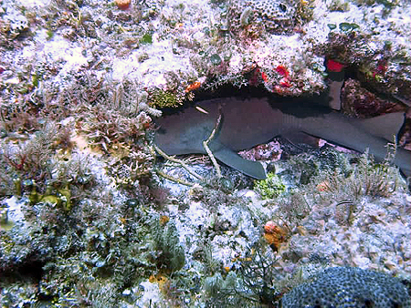 Cozumell Nurse Shark
